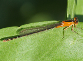 Rambur's Forktail